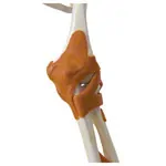 Skeleton super with muscles and ligaments incl. tripod