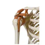 Skeleton super with muscles and ligaments incl. tripod