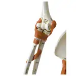 Skeleton super with muscles and ligaments incl. tripod