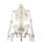 Skeleton Hugo incl. Tripod, 178 cm