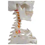 Skeleton Hugo incl. Tripod, 178 cm