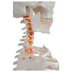 Image shows Skeleton Hugo incl. Tripod, 178 cm