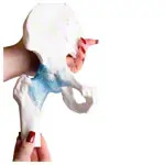 Image shows Hip joint, L x W x H 17 x 17 x 23 cm