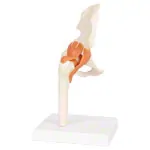 Hip joint, LxWxH 17x17x23 cm