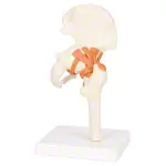 Hip joint, LxWxH 17x17x23 cm