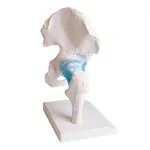 Image shows Hip joint, L x W x H 17 x 17 x 23 cm