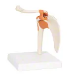 Shoulder joint, LxWxH 17x17x23 cm