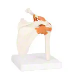 Shoulder joint, LxWxH 17x17x23 cm