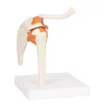 Shoulder joint, LxWxH 17x17x23 cm