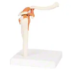 Shoulder joint, LxWxH 17x17x23 cm