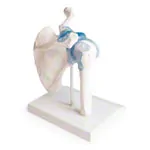 Image shows shoulder joint, L x B x H 16 x 13 x 18,5 cm