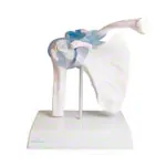 Image shows shoulder joint, L x B x H 16 x 13 x 18,5 cm