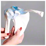 Image shows shoulder joint, L x B x H 16 x 13 x 18,5 cm