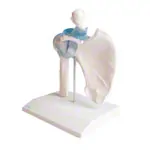 Image shows shoulder joint, L x B x H 16 x 13 x 18,5 cm