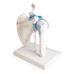 Image shows shoulder joint, L x B x H 16 x 13 x 18,5 cm