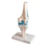 Knee joint, LxWxH 13x13x40 cm