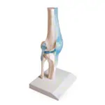 Knee joint, LxWxH 13x13x40 cm