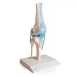 Knee joint, LxWxH 13x13x40 cm