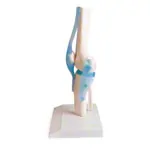 Knee joint, LxWxH 13x13x40 cm