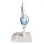 Image shows Elbow joint, LxWxH 28,5x16,5x14,5 cm