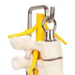 Thoracic spine with nerve cord, flexible