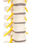 Thoracic spine with nerve cord, flexible