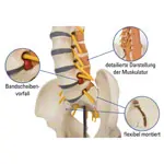 Pelvis with lumbar spine and lumbar muscles, LxHxB 39x26x21 cm