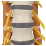 Pelvis with lumbar spine and lumbar muscles, LxHxB 39x26x21 cm
