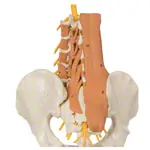 Pelvis with lumbar spine and lumbar muscles, LxHxB 39x26x21 cm