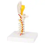 Cervical spine, LxWxH 19x19x25 cm