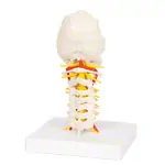 Cervical spine, LxWxH 19x19x25 cm