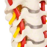 Cervical spine, LxWxH 19x19x25 cm