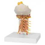 Image shows Cervical spine with cervical muscles, LxHxB 25x10x18 cm