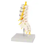 Lumbar spine, LxWxH 19x19x27 cm