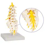 Lumbar spine, LxWxH 19x19x27 cm