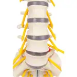 Lumbar spine, LxWxH 19x19x27 cm