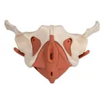 Image shows Female pelvis with pelvic floor muscles