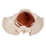 Female pelvis with pelvic floor muscles