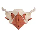 Female pelvis with pelvic floor muscles
