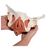 Female pelvis with pelvic floor muscles