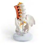 Image shows Male pelvis with lumbar spine and lumbar muscles