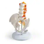 Image shows Male pelvis with lumbar spine and lumbar muscles