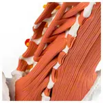 Image shows Male pelvis with lumbar spine and lumbar muscles