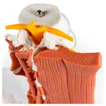 Image shows Male pelvis with lumbar spine and lumbar muscles