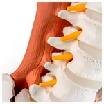 Image shows Male pelvis with lumbar spine and lumbar muscles