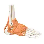 Ankle joint, LxBxH 8x8x24 cm