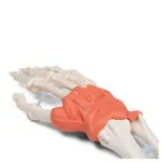 Image shows Hand skeleton with ligaments and forearm attachment, LxWxH 20x10x5 cm