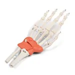 Image shows Hand skeleton with ligaments and forearm attachment, LxWxH 20x10x5 cm