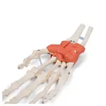 Image shows Hand skeleton with ligaments and forearm attachment, LxWxH 20x10x5 cm