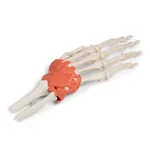 Image shows Hand skeleton with ligaments and forearm attachment, LxWxH 20x10x5 cm